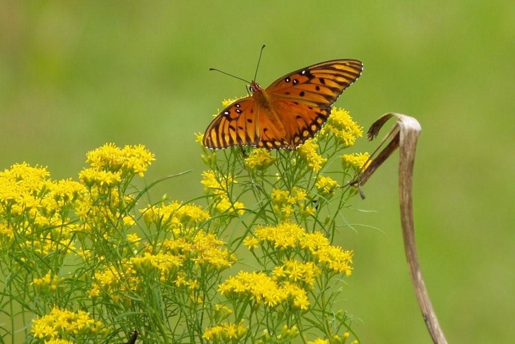 Gulf fritillary