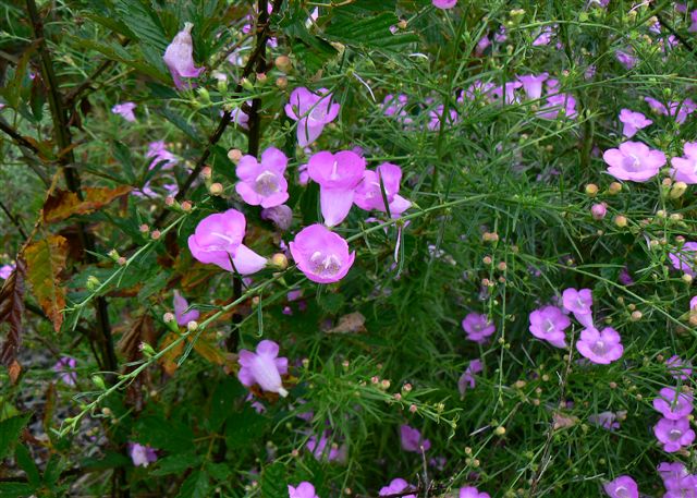 false foxglove Juniper Preserve