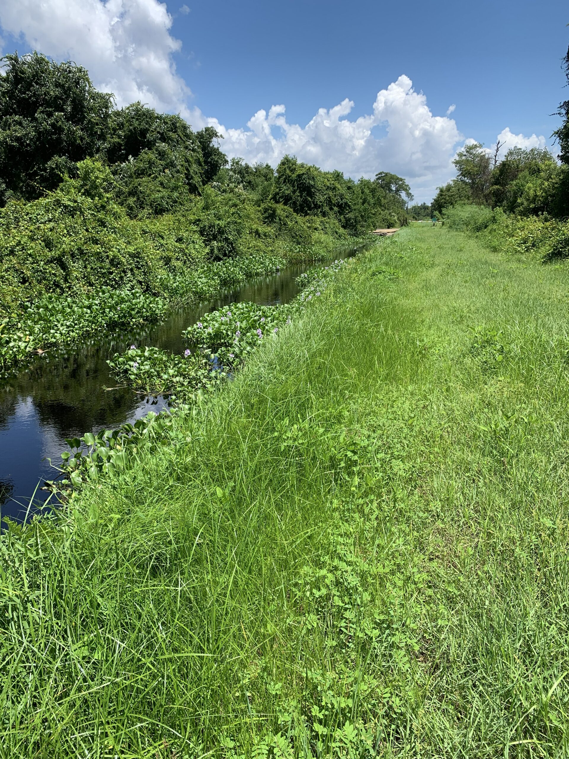 walkway in summer