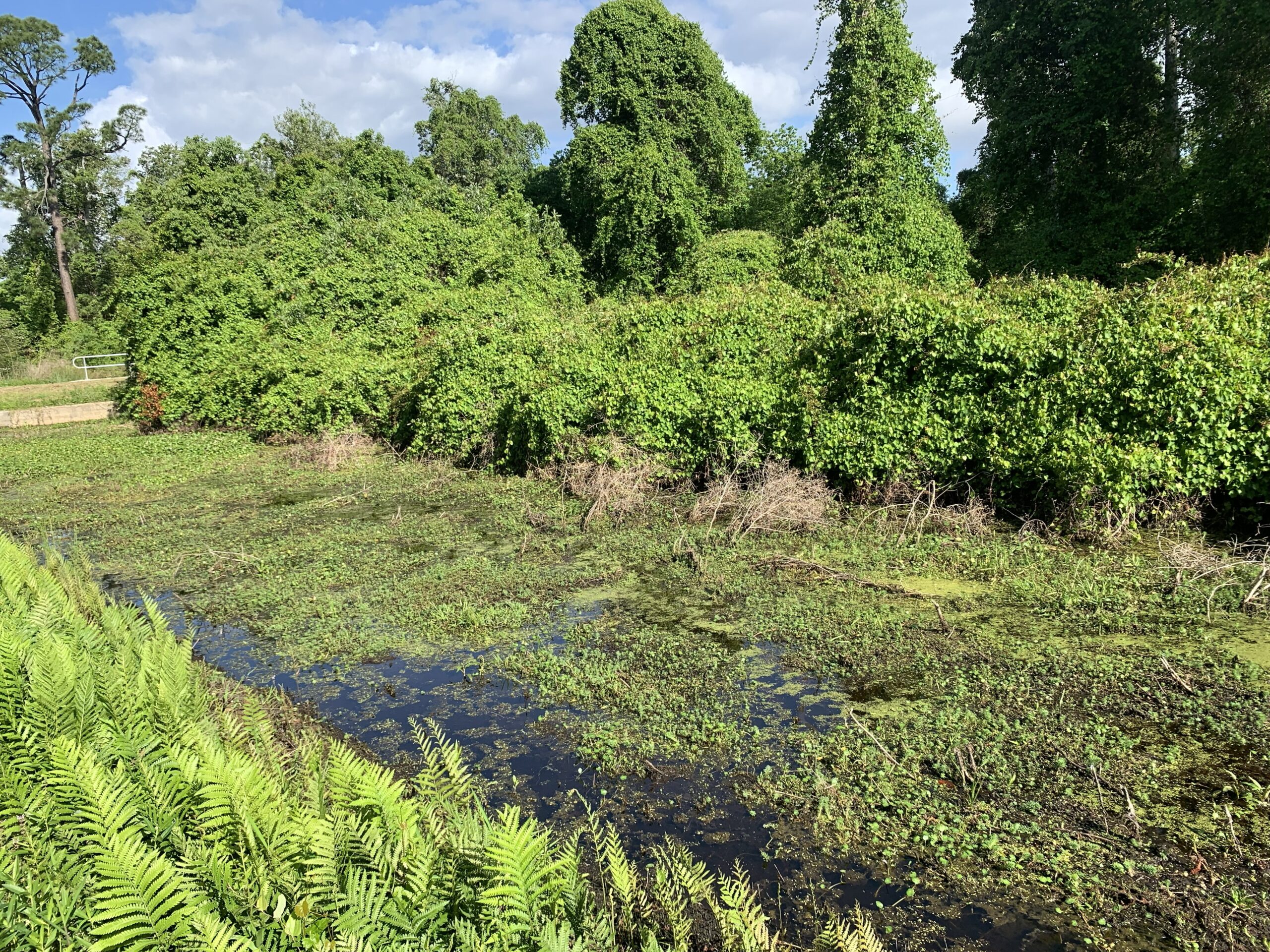 water hyacinth 2