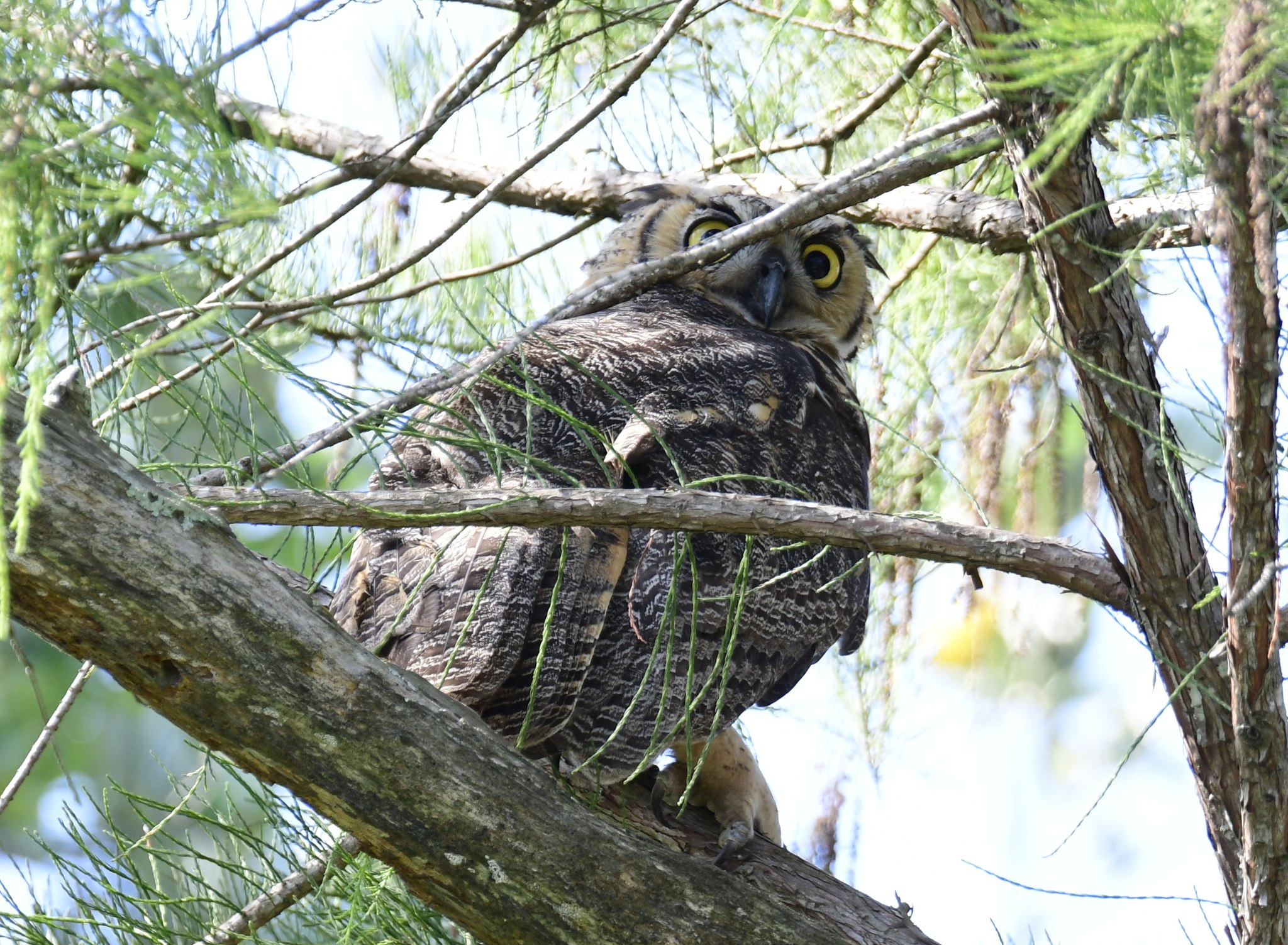 Great Horned Owl seen by Teresa Nooney