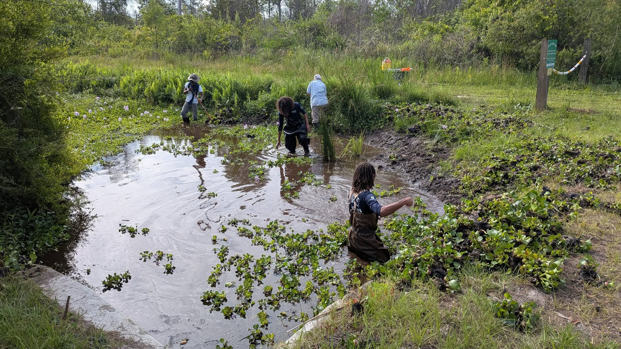 Water hyacinth removal