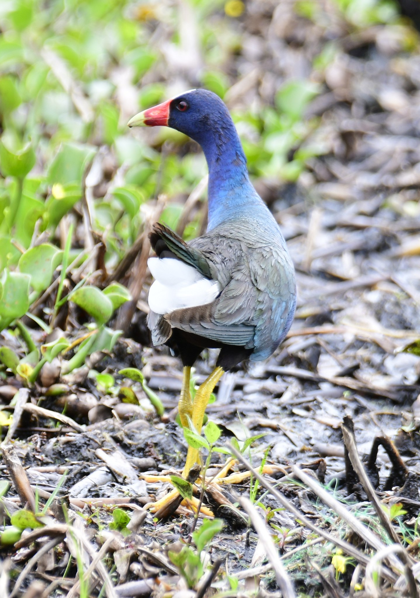 American purple gallinule